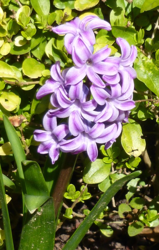 Hyacinth1