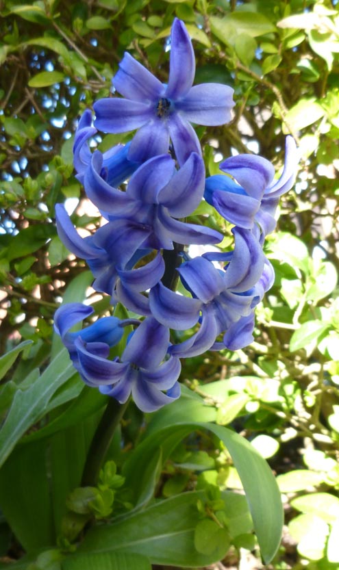 Hyacinth2